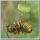 Dolichovespula saxonica -Saechsische Wespe 02.jpg